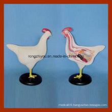 Animal Anatomical Model for Students Learning Chicken